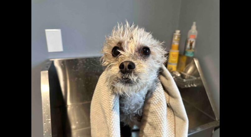 Installing a Dog Bathtub